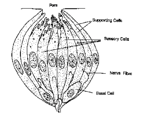 Glandular Epithelium